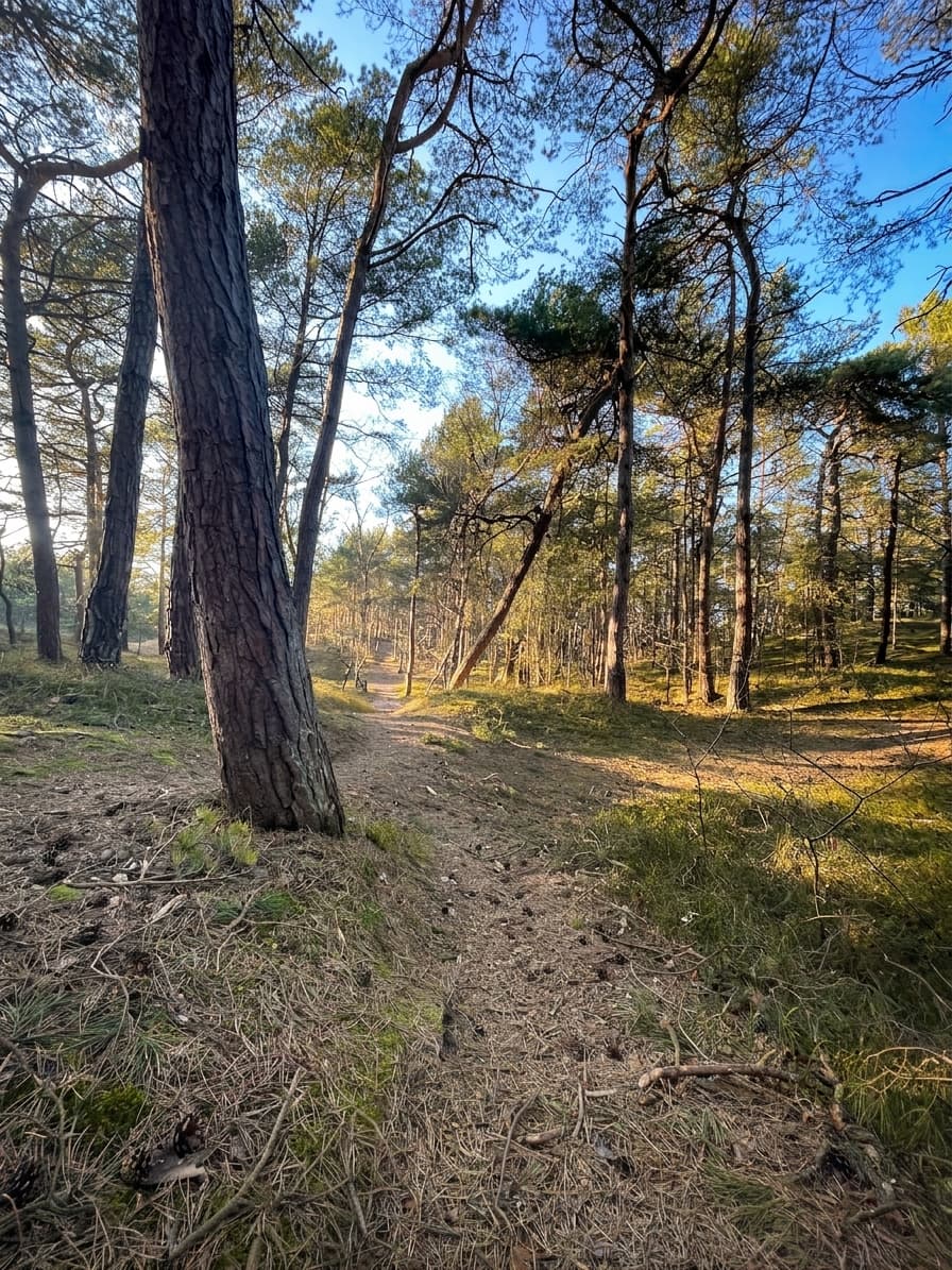 A calm forest path among the pines on the Hel Peninsula.